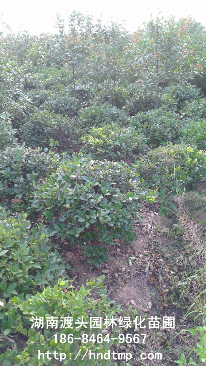 金(jīn)森(sēn)女(nǚ)貞球/湖(hú)南(nán)花(huā)木(mù) 金(jīn)森(sēn)女(nǚ)貞球/湖(hú)南(nán)花(huā)木(mù)