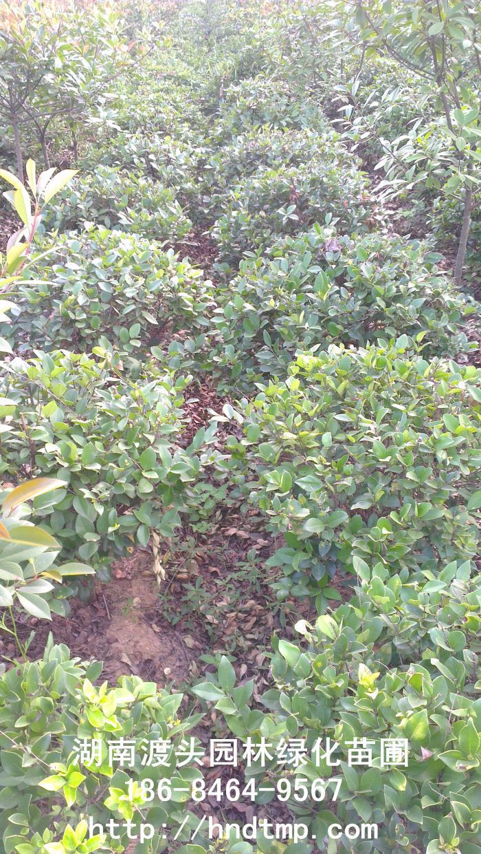 金(jīn)森(sēn)女(nǚ)貞球/金(jīn)森(sēn)女(nǚ)貞苗 金(jīn)森(sēn)女(nǚ)貞球/金(jīn)森(sēn)女(nǚ)貞苗