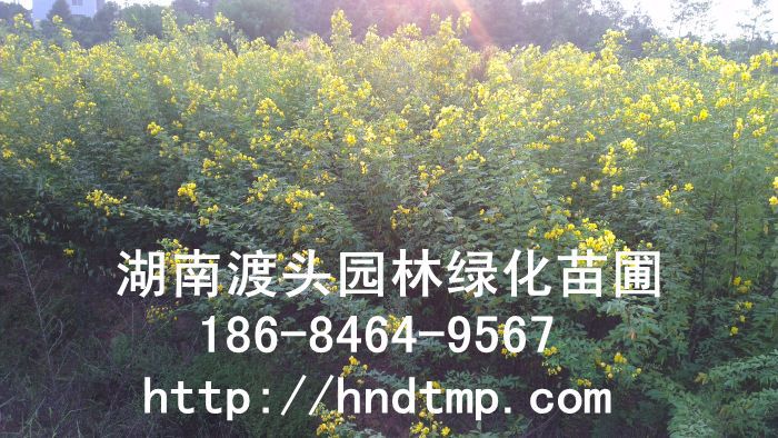 湖(hú)南(nán)花(huā)木(mù)苗木(mù)基地(dì)-黃(huáng)花(huā)槐基地(dì) 湖(hú)南(nán)花(huā)木(mù)苗木(mù)基地(dì)-黃(huáng)花(huā)槐基地(dì)