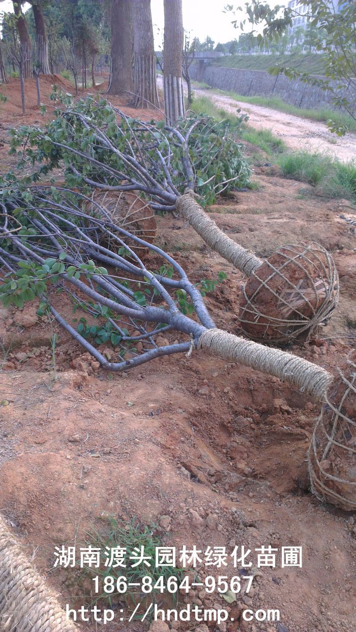 湖(hú)南(nán)花(huā)木(mù)苗木(mù)基地(dì)-櫻花(huā) 湖(hú)南(nán)花(huā)木(mù)苗木(mù)基地(dì)-櫻花(huā)