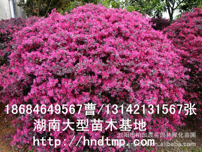 紅(hóng)花(huā)繼木(mù)球/紅(hóng)花(huā)繼木(mù)黑(hēi)珍珠/紅(hóng)花(huā)繼木(mù)最紅(hóng)品種/紅(hóng)花(huā)繼木(mù)球價格