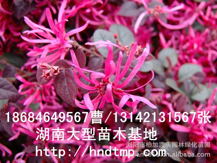 紅(hóng)花(huā)繼木(mù)★紅(hóng)花(huā)繼木(mù)小(xiǎo)苗★紅(hóng)花(huā)繼木(mù)球★紅(hóng)花(huā)繼木(mù)基地(dì)0★紅(hóng)花(huā)繼木(mù)苗木(mù)直銷★紅(hóng)花(huā)繼木(mù)苗圃直銷★湖(hú)南(nán)紅(hóng)花(huā)繼木(mù)基地(dì)★長(cháng)沙紅(hóng)花(huā)繼木(mù)基地(dì)★浏陽紅(hóng)花(huā)繼木(mù)基地(dì)★長(cháng)沙苗木(mù)基地(dì)★湖(hú)南(nán)苗木(mù)基地(dì)★浏陽苗木(mù)基地(dì)★浏陽花(huā)木(mù)之鄉(xiāng)★湖(hú)南(nán)哪裡(lǐ)花(huā)木(mù)多(duō)★長(cháng)沙苗圃基地(dì)★長(cháng)沙哪裡(lǐ)有(yǒu)苗木(mù)買★長(cháng)沙老(lǎo)苗場(chǎng)★苗圃直銷綠(lǜ)化(huà)苗木(mù)0★柏加苗木(mù)直銷★花(huā)木(mù)基地(dì)★種樹(shù)有(yǒu)什(shén)麽好(hǎo)處★紅(hóng)花(huā)繼木(mù)怎麽扡插★湖(hú)南(nán)紅(hóng)花(huā)繼木(mù)扡插苗★紅(hóng)花(huā)繼木(mù)古樁★造型紅(hóng)花(huā)繼木(mù)★紅(hóng)花(huā)繼木(mù)造型★紅(hóng)花(huā)繼木(mù)造型行(xíng)情★紅(hóng)花(huā)繼木(mù)造型價格★湖(hú)南(nán)造型紅(hóng)花(huā)繼木(mù)價格★長(cháng)沙哪裡(lǐ)有(yǒu)造型紅(hóng)花(huā)繼木(mù)買★浏陽哪裡(lǐ)有(yǒu)造型紅(hóng)花(huā)繼木(mù)買★紅(hóng) 紅(hóng)花(huā)繼木(mù)★紅(hóng)花(huā)繼木(mù)小(xiǎo)苗★紅(hóng)花(huā)繼木(mù)球★紅(hóng)花(huā)繼木(mù)基地(dì)0★紅(hóng)花(huā)繼木(mù)苗木(mù)直銷★紅(hóng)花(huā)繼木(mù)苗圃直銷★湖(hú)南(nán)紅(hóng)花(huā)繼木(mù)基地(dì)★長(cháng)沙紅(hóng)花(huā)繼木(mù)基地(dì)★浏陽紅(hóng)花(huā)繼木(mù)基地(dì)★長(cháng)沙苗木(mù)基地(dì)★湖(hú)南(nán)苗木(mù)基地(dì)★浏陽苗木(mù)基地(dì)★浏陽花(huā)木(mù)之鄉(xiāng)★湖(hú)南(nán)哪裡(lǐ)花(huā)木(mù)多(duō)★長(cháng)沙苗圃基地(dì)★長(cháng)沙哪裡(lǐ)有(yǒu)苗木(mù)買★長(cháng)沙老(lǎo)苗場(chǎng)★苗圃直銷綠(lǜ)化(huà)苗木(mù)0★柏加苗木(mù)直銷★花(huā)木(mù)基地(dì)★種樹(shù)有(yǒu)什(shén)麽好(hǎo)處★紅(hóng)花(huā)繼木(mù)怎麽扡插★湖(hú)南(nán)紅(hóng)花(huā)繼木(mù)扡插苗★紅(hóng)花(huā)繼木(mù)古樁★造型紅(hóng)花(huā)繼木(mù)★紅(hóng)花(huā)繼木(mù)造型★紅(hóng)花(huā)繼木(mù)造型行(xíng)情★紅(hóng)花(huā)繼木(mù)造型價格★湖(hú)南(nán)造型紅(hóng)花(huā)繼木(mù)價格★長(cháng)沙哪裡(lǐ)有(yǒu)造型紅(hóng)花(huā)繼木(mù)買★浏陽哪裡(lǐ)有(yǒu)造型紅(hóng)花(huā)繼木(mù)買★紅(hóng)