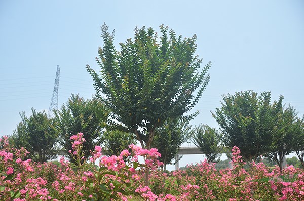 速生(shēng)紫薇