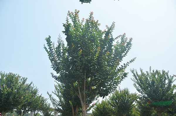 速生(shēng)紫薇