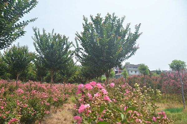 速生(shēng)紫薇