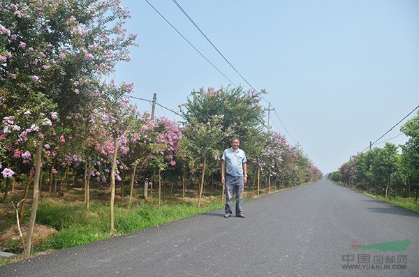 衢州市(shì)衢江區(qū)超前花(huā)木(mù)場(chǎng)總經理(lǐ)陳相(xiàng)來(lái)