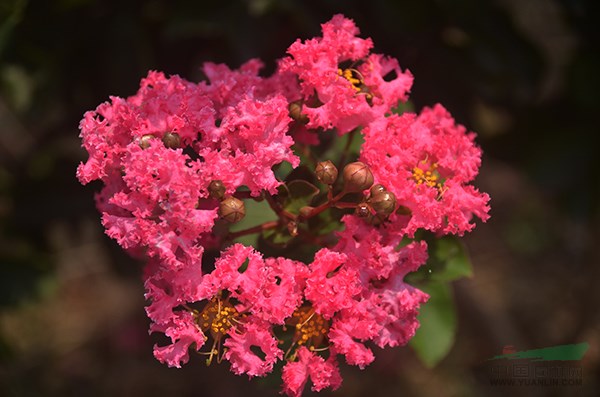 矮生(shēng)多(duō)杆紫薇