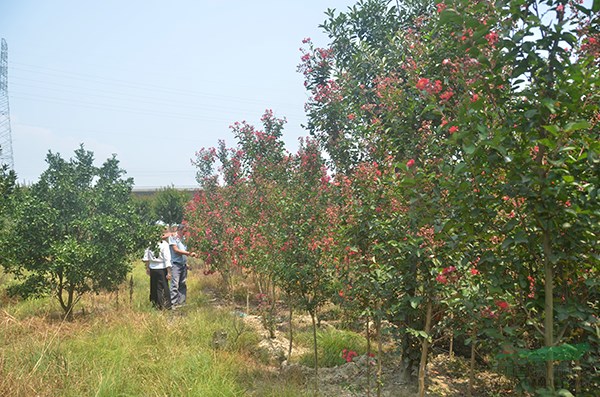 美(měi)國(guó)紫薇