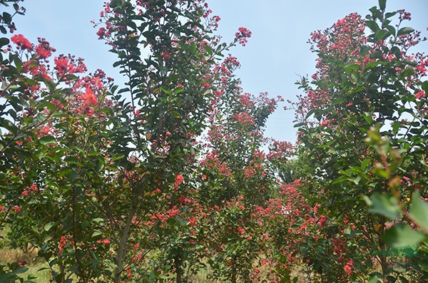 美(měi)國(guó)紫薇