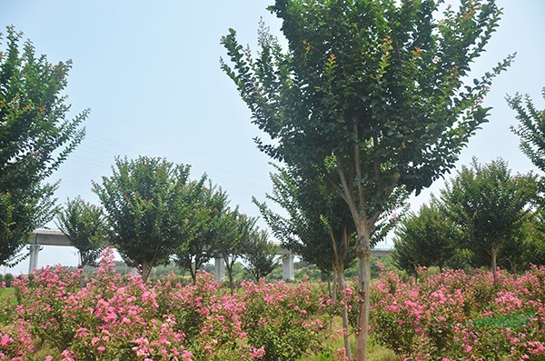 速生(shēng)紫薇