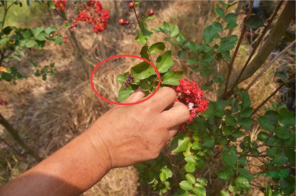 美(měi)國(guó)紫薇