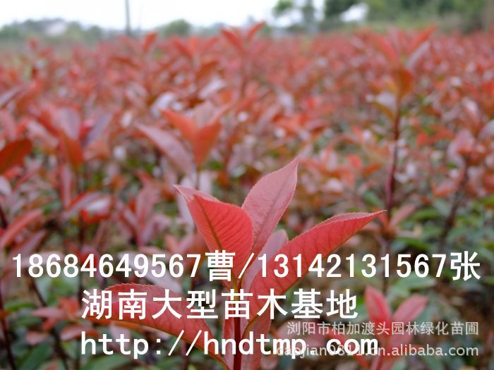 長(cháng)沙苗木(mù) 長(cháng)沙花(huā)木(mù) 湖(hú)南(nán)花(huā)木(mù) 湖(hú)南(nán)花(huā)木(mù)行(xíng)情 紅(hóng)葉石楠基地(dì) 紅(hóng)葉石楠行(xíng)情 長(cháng)沙苗木(mù) 長(cháng)沙花(huā)木(mù) 湖(hú)南(nán)花(huā)木(mù) 湖(hú)南(nán)花(huā)木(mù)行(xíng)情 紅(hóng)葉石楠基地(dì) 紅(hóng)葉石楠行(xíng)情