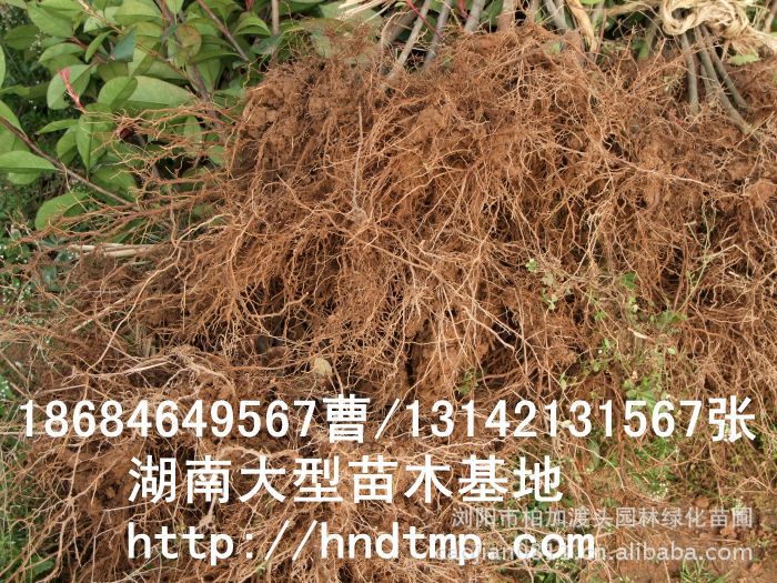 長(cháng)沙苗木(mù) 長(cháng)沙花(huā)木(mù) 長(cháng)沙苗圃 長(cháng)沙花(huā)木(mù)行(xíng)情 湖(hú)南(nán)花(huā)木(mù)行(xíng)情 長(cháng)沙紅(hóng)葉石楠基地(dì) 長(cháng)沙苗木(mù) 長(cháng)沙花(huā)木(mù) 長(cháng)沙苗圃 長(cháng)沙花(huā)木(mù)行(xíng)情 湖(hú)南(nán)花(huā)木(mù)行(xíng)情 長(cháng)沙紅(hóng)葉石楠基地(dì)