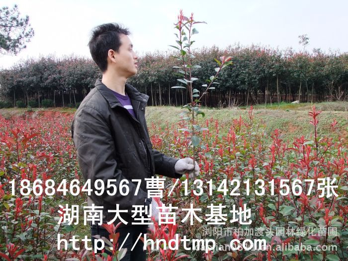 長(cháng)沙苗木(mù) 長(cháng)沙苗圃 長(cháng)沙花(huā)木(mù)行(xíng)情 長(cháng)沙苗木(mù)基地(dì) 湖(hú)南(nán)花(huā)木(mù)行(xíng)情 長(cháng)沙苗木(mù) 長(cháng)沙苗圃 長(cháng)沙花(huā)木(mù)行(xíng)情 長(cháng)沙苗木(mù)基地(dì) 湖(hú)南(nán)花(huā)木(mù)行(xíng)情