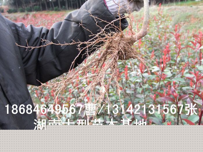 紅(hóng)葉石楠 長(cháng)沙苗木(mù) 長(cháng)沙苗圃 長(cháng)沙花(huā)木(mù) 長(cháng)沙花(huā)木(mù)市(shì)場(chǎng) 柏加花(huā)木(mù)之鄉(xiāng) 紅(hóng)葉石楠 長(cháng)沙苗木(mù) 長(cháng)沙苗圃 長(cháng)沙花(huā)木(mù) 長(cháng)沙花(huā)木(mù)市(shì)場(chǎng) 柏加花(huā)木(mù)之鄉(xiāng)