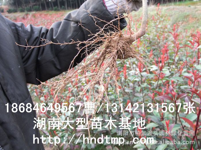 紅(hóng)葉石楠 長(cháng)沙苗木(mù) 長(cháng)沙苗圃 長(cháng)沙花(huā)木(mù) 長(cháng)沙花(huā)木(mù)市(shì)場(chǎng) 柏加花(huā)木(mù)之鄉(xiāng) 紅(hóng)葉石楠 長(cháng)沙苗木(mù) 長(cháng)沙苗圃 長(cháng)沙花(huā)木(mù) 長(cháng)沙花(huā)木(mù)市(shì)場(chǎng) 柏加花(huā)木(mù)之鄉(xiāng)