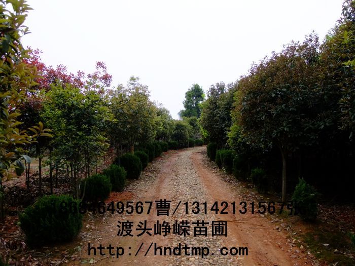 桂花(huā)價格 桂花(huā)4-10公分(fēn) 求購(gòu)桂花(huā) 桂花(huā)基地(dì) 湖(hú)南(nán)哪裡(lǐ)有(yǒu)桂花(huā)買 八月(yuè)桂 金(jīn)桂 八月(yuè)桂照(zhào)片 桂花(huā)價格 桂花(huā)4-10公分(fēn) 求購(gòu)桂花(huā) 桂花(huā)基地(dì) 湖(hú)南(nán)哪裡(lǐ)有(yǒu)桂花(huā)買 八月(yuè)桂 金(jīn)桂 八月(yuè)桂照(zhào)片