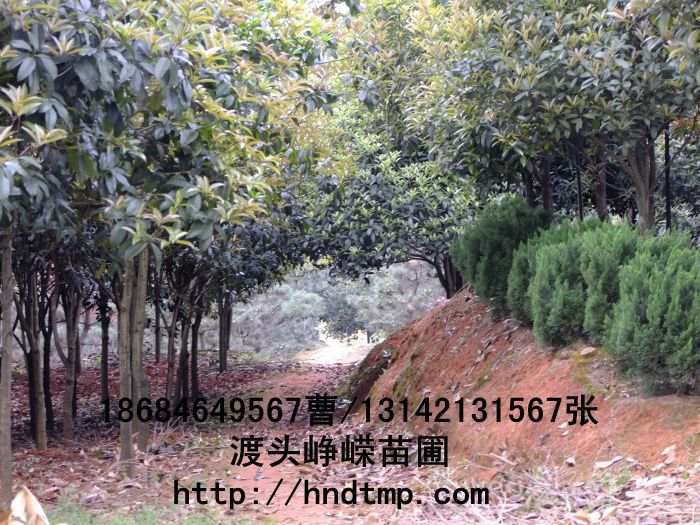 桂花(huā)價格 桂花(huā)4-10公分(fēn) 求購(gòu)桂花(huā) 桂花(huā)基地(dì) 湖(hú)南(nán)哪裡(lǐ)有(yǒu)桂花(huā)買 八月(yuè)桂 金(jīn)桂 八月(yuè)桂照(zhào)片 桂花(huā)價格 桂花(huā)4-10公分(fēn) 求購(gòu)桂花(huā) 桂花(huā)基地(dì) 湖(hú)南(nán)哪裡(lǐ)有(yǒu)桂花(huā)買 八月(yuè)桂 金(jīn)桂 八月(yuè)桂照(zhào)片