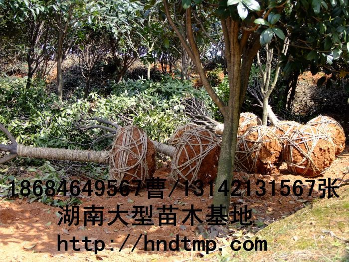 桂花(huā)價格 桂花(huā)4-10公分(fēn) 求購(gòu)桂花(huā) 桂花(huā)基地(dì) 湖(hú)南(nán)哪裡(lǐ)有(yǒu)桂花(huā)買 八月(yuè)桂 金(jīn)桂 八月(yuè)桂照(zhào)片 桂花(huā)價格 桂花(huā)4-10公分(fēn) 求購(gòu)桂花(huā) 桂花(huā)基地(dì) 湖(hú)南(nán)哪裡(lǐ)有(yǒu)桂花(huā)買 八月(yuè)桂 金(jīn)桂 八月(yuè)桂照(zhào)片