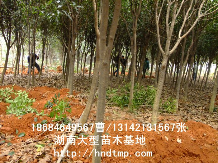 桂花(huā)價格 桂花(huā)4-10公分(fēn) 求購(gòu)桂花(huā) 桂花(huā)基地(dì) 湖(hú)南(nán)哪裡(lǐ)有(yǒu)桂花(huā)買 八月(yuè)桂 金(jīn)桂 八月(yuè)桂照(zhào)片 桂花(huā)價格 桂花(huā)4-10公分(fēn) 求購(gòu)桂花(huā) 桂花(huā)基地(dì) 湖(hú)南(nán)哪裡(lǐ)有(yǒu)桂花(huā)買 八月(yuè)桂 金(jīn)桂 八月(yuè)桂照(zhào)片