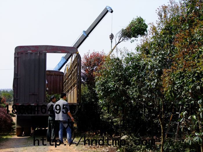 桂花(huā)價格 桂花(huā)4-10公分(fēn) 求購(gòu)桂花(huā) 桂花(huā)基地(dì) 湖(hú)南(nán)哪裡(lǐ)有(yǒu)桂花(huā)買 八月(yuè)桂 金(jīn)桂 八月(yuè)桂照(zhào)片 桂花(huā)價格 桂花(huā)4-10公分(fēn) 求購(gòu)桂花(huā) 桂花(huā)基地(dì) 湖(hú)南(nán)哪裡(lǐ)有(yǒu)桂花(huā)買 八月(yuè)桂 金(jīn)桂 八月(yuè)桂照(zhào)片