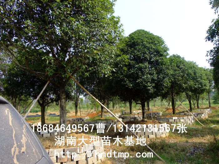 精品八月(yuè)桂價格 長(cháng)沙精品八月(yuè)桂 精品八月(yuè)桂價格 湖(hú)南(nán)精品八月(yuè)桂價格 哪裡(lǐ)有(yǒu)精品桂花(huā)買 長(cháng)沙苗木(mù) 長(cháng)沙苗圃 精品八月(yuè)桂價格 長(cháng)沙精品八月(yuè)桂 精品八月(yuè)桂價格 湖(hú)南(nán)精品八月(yuè)桂價格 哪裡(lǐ)有(yǒu)精品桂花(huā)買 長(cháng)沙苗木(mù) 長(cháng)沙苗圃