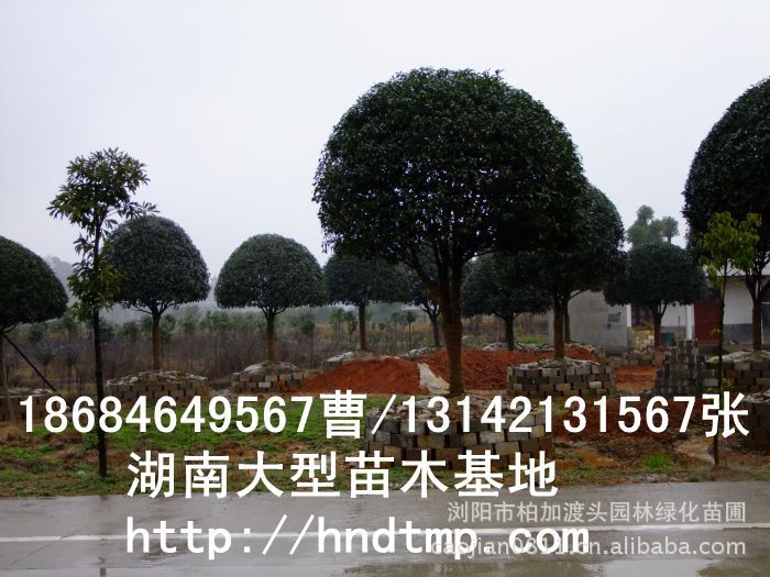 精品八月(yuè)桂價格 長(cháng)沙精品八月(yuè)桂 精品八月(yuè)桂價格 湖(hú)南(nán)精品八月(yuè)桂價格 哪裡(lǐ)有(yǒu)精品桂花(huā)買 精品八月(yuè)桂價格 長(cháng)沙精品八月(yuè)桂 精品八月(yuè)桂價格 湖(hú)南(nán)精品八月(yuè)桂價格 哪裡(lǐ)有(yǒu)精品桂花(huā)買