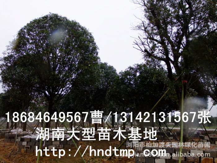 精品八月(yuè)桂價格 長(cháng)沙精品八月(yuè)桂 精品八月(yuè)桂價格 湖(hú)南(nán)精品八月(yuè)桂價格 哪裡(lǐ)有(yǒu)精品桂花(huā)買 精品八月(yuè)桂價格 長(cháng)沙精品八月(yuè)桂 精品八月(yuè)桂價格 湖(hú)南(nán)精品八月(yuè)桂價格 哪裡(lǐ)有(yǒu)精品桂花(huā)買