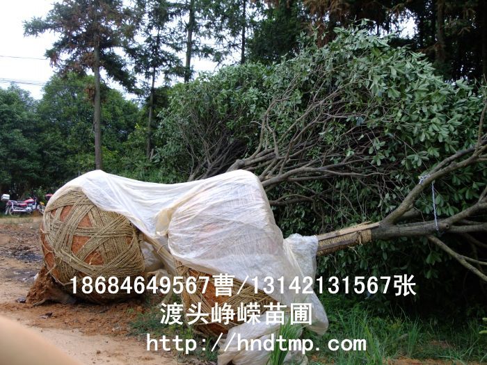 精品八月(yuè)桂價格 長(cháng)沙精品八月(yuè)桂 精品八月(yuè)桂價格 湖(hú)南(nán)精品八月(yuè)桂價格 哪裡(lǐ)有(yǒu)精品桂花(huā)買 長(cháng)沙苗木(mù) 長(cháng)沙苗圃 精品八月(yuè)桂價格 長(cháng)沙精品八月(yuè)桂 精品八月(yuè)桂價格 湖(hú)南(nán)精品八月(yuè)桂價格 哪裡(lǐ)有(yǒu)精品桂花(huā)買 長(cháng)沙苗木(mù) 長(cháng)沙苗圃