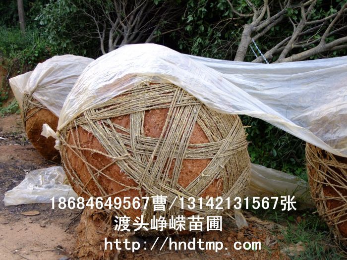 精品八月(yuè)桂價格 長(cháng)沙精品八月(yuè)桂 精品八月(yuè)桂價格 湖(hú)南(nán)精品八月(yuè)桂價格 哪裡(lǐ)有(yǒu)精品桂花(huā)買 長(cháng)沙苗木(mù) 長(cháng)沙苗圃 精品八月(yuè)桂價格 長(cháng)沙精品八月(yuè)桂 精品八月(yuè)桂價格 湖(hú)南(nán)精品八月(yuè)桂價格 哪裡(lǐ)有(yǒu)精品桂花(huā)買 長(cháng)沙苗木(mù) 長(cháng)沙苗圃