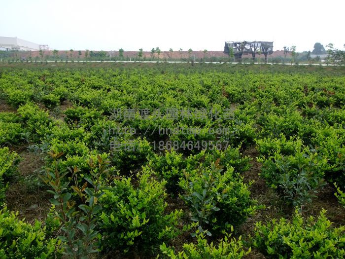 求購(gòu)金(jīn)森(sēn)女(nǚ)貞球 供應金(jīn)森(sēn)女(nǚ)貞球 求購(gòu)金(jīn)森(sēn)女(nǚ)貞球 供應金(jīn)森(sēn)女(nǚ)貞球