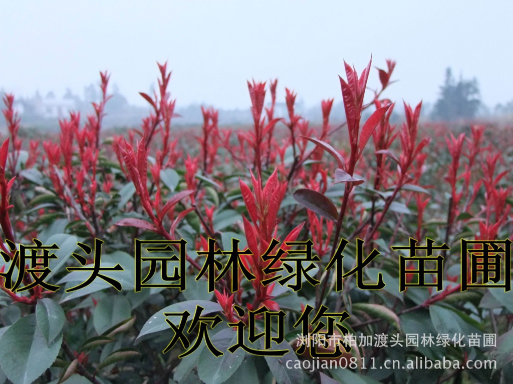 紅(hóng)花(huā)繼木(mù)★紅(hóng)花(huā)繼木(mù)小(xiǎo)苗★紅(hóng)花(huā)繼木(mù)球★紅(hóng)花(huā)繼木(mù)基地(dì)0★紅(hóng)花(huā)繼木(mù)苗木(mù)直銷★紅(hóng)花(huā)繼木(mù)苗圃直銷★湖(hú)南(nán)紅(hóng)花(huā)繼木(mù)基地(dì)★長(cháng)沙紅(hóng)花(huā)繼木(mù)基地(dì)★浏陽紅(hóng)花(huā)繼木(mù)基地(dì)★長(cháng)沙苗木(mù)基地(dì)★湖(hú)南(nán)苗木(mù)基地(dì)★浏陽苗木(mù)基地(dì)★浏陽花(huā)木(mù)之鄉(xiāng)★湖(hú)南(nán)哪裡(lǐ)花(huā)木(mù)多(duō)★長(cháng)沙苗圃基地(dì)★長(cháng)沙哪裡(lǐ)有(yǒu)苗木(mù)買★長(cháng)沙老(lǎo)苗場(chǎng)★苗圃直銷綠(lǜ)化(huà)苗木(mù)0★柏加苗木(mù)直銷★花(huā)木(mù)基地(dì)★種樹(shù)有(yǒu)什(shén)麽好(hǎo)處★紅(hóng)花(huā)繼木(mù)怎麽扡插★湖(hú)南(nán)紅(hóng)花(huā)繼木(mù)扡插苗★紅(hóng)花(huā)繼木(mù)古樁★造型紅(hóng)花(huā)繼木(mù)★紅(hóng)花(huā)繼木(mù)造型★紅(hóng)花(huā)繼木(mù)造型行(xíng)情★紅(hóng)花(huā)繼木(mù)造型價格★湖(hú)南(nán)造型紅(hóng)花(huā)繼木(mù)價格★長(cháng)沙哪裡(lǐ)有(yǒu)造型紅(hóng)花(huā)繼木(mù)買★浏陽哪裡(lǐ)有(yǒu)造型紅(hóng)花(huā)繼木(mù)買★紅(hóng) 紅(hóng)花(huā)繼木(mù)★紅(hóng)花(huā)繼木(mù)小(xiǎo)苗★紅(hóng)花(huā)繼木(mù)球★紅(hóng)花(huā)繼木(mù)基地(dì)0★紅(hóng)花(huā)繼木(mù)苗木(mù)直銷★紅(hóng)花(huā)繼木(mù)苗圃直銷★湖(hú)南(nán)紅(hóng)花(huā)繼木(mù)基地(dì)★長(cháng)沙紅(hóng)花(huā)繼木(mù)基地(dì)★浏陽紅(hóng)花(huā)繼木(mù)基地(dì)★長(cháng)沙苗木(mù)基地(dì)★湖(hú)南(nán)苗木(mù)基地(dì)★浏陽苗木(mù)基地(dì)★浏陽花(huā)木(mù)之鄉(xiāng)★湖(hú)南(nán)哪裡(lǐ)花(huā)木(mù)多(duō)★長(cháng)沙苗圃基地(dì)★長(cháng)沙哪裡(lǐ)有(yǒu)苗木(mù)買★長(cháng)沙老(lǎo)苗場(chǎng)★苗圃直銷綠(lǜ)化(huà)苗木(mù)0★柏加苗木(mù)直銷★花(huā)木(mù)基地(dì)★種樹(shù)有(yǒu)什(shén)麽好(hǎo)處★紅(hóng)花(huā)繼木(mù)怎麽扡插★湖(hú)南(nán)紅(hóng)花(huā)繼木(mù)扡插苗★紅(hóng)花(huā)繼木(mù)古樁★造型紅(hóng)花(huā)繼木(mù)★紅(hóng)花(huā)繼木(mù)造型★紅(hóng)花(huā)繼木(mù)造型行(xíng)情★紅(hóng)花(huā)繼木(mù)造型價格★湖(hú)南(nán)造型紅(hóng)花(huā)繼木(mù)價格★長(cháng)沙哪裡(lǐ)有(yǒu)造型紅(hóng)花(huā)繼木(mù)買★浏陽哪裡(lǐ)有(yǒu)造型紅(hóng)花(huā)繼木(mù)買★紅(hóng)