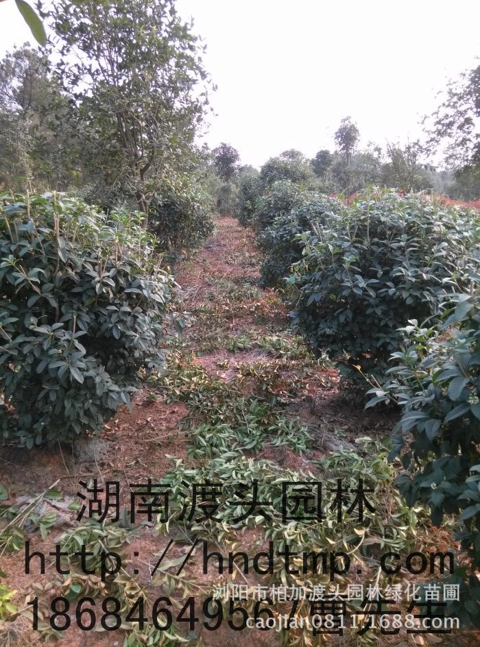 四季桂球 四季桂球