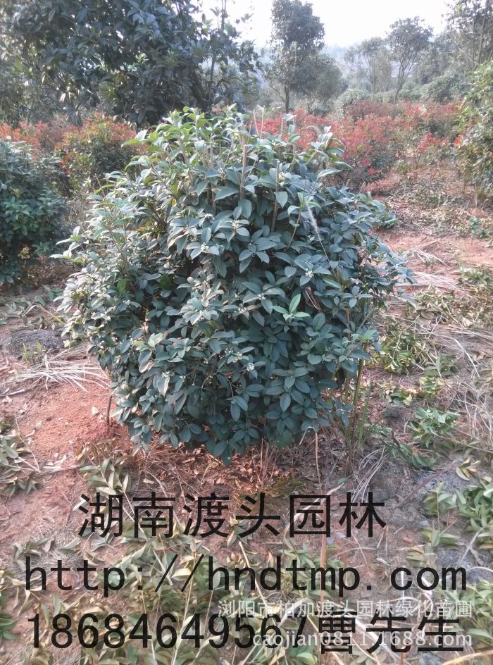 月(yuè)月(yuè)桂球 月(yuè)月(yuè)桂球