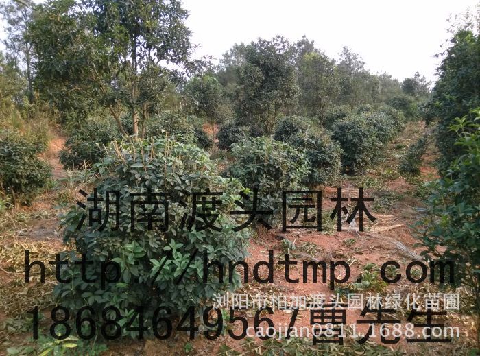 柏加四季桂球批發 柏加四季桂球批發