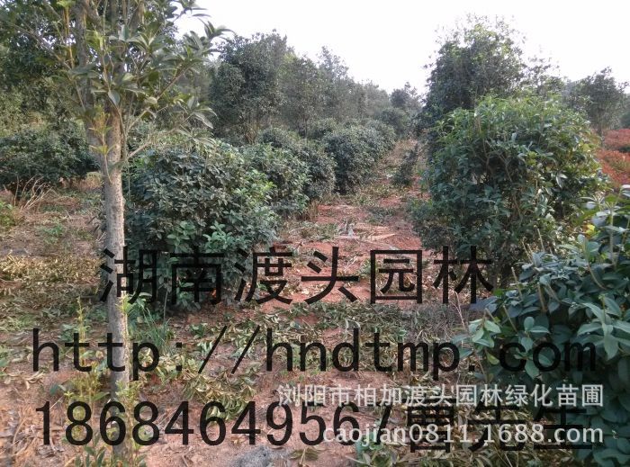 湖(hú)南(nán)四季桂球 湖(hú)南(nán)四季桂球