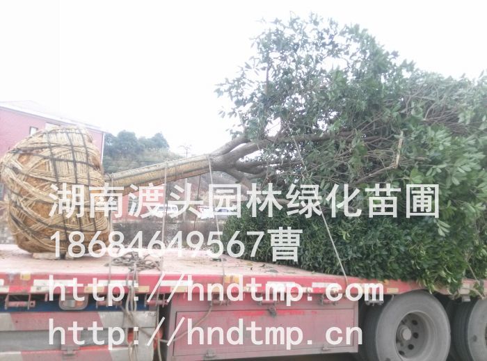 長(cháng)沙桂花(huā)樹(shù)批發 長(cháng)沙桂花(huā)樹(shù)批發