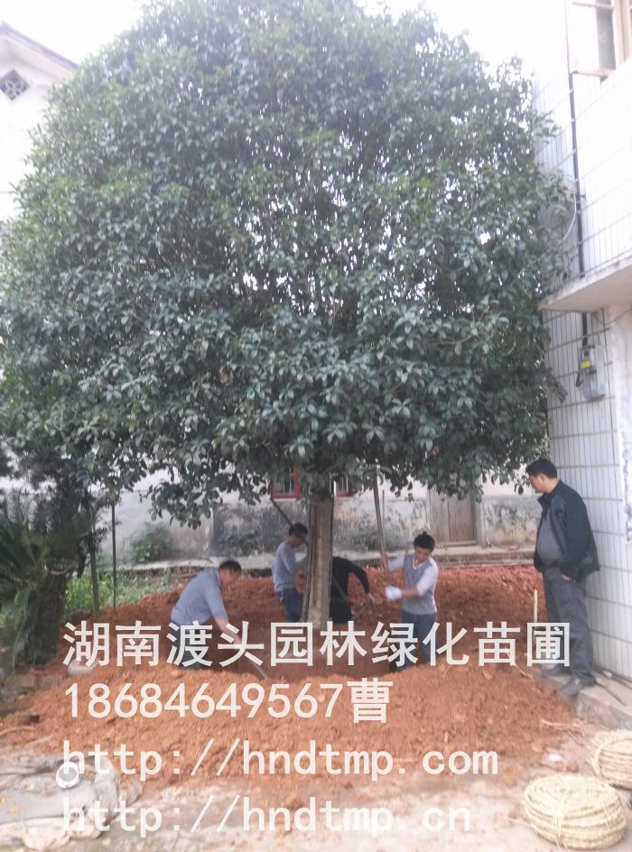 長(cháng)沙精品桂花(huā)樹(shù) 長(cháng)沙精品桂花(huā)樹(shù)