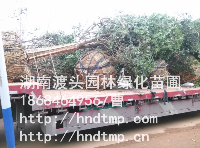 浏陽精品桂花(huā)樹(shù)批發 浏陽精品桂花(huā)樹(shù)批發