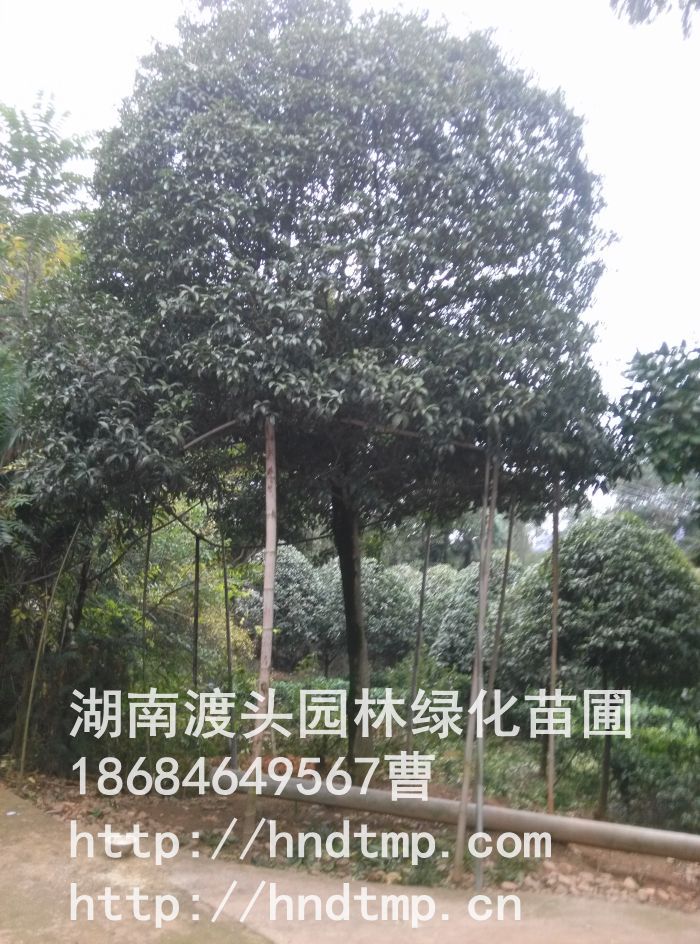 長(cháng)沙精品桂花(huā)樹(shù) 長(cháng)沙精品桂花(huā)樹(shù)