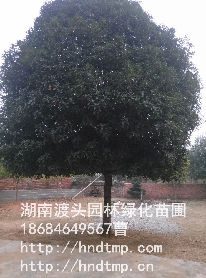 湖(hú)南(nán)精品桂花(huā) 湖(hú)南(nán)精品桂花(huā)