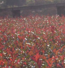 長(cháng)沙苗圃紅(hóng)葉石楠樹(shù)出售