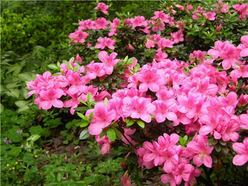 杜鵑花(huā)－湖(hú)南(nán)花(huā)木(mù)