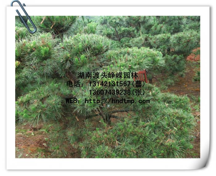 湖(hú)南(nán)黑(hēi)松 長(cháng)沙黑(hēi)松 黑(hēi)松供應 造型黑(hēi)松 黑(hēi)松投資