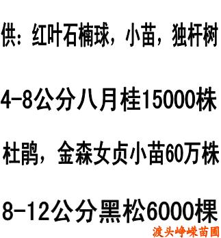 12月(yuè)湖(hú)南(nán)桂花(huā)紅(hóng)葉石楠報(bào)價參考