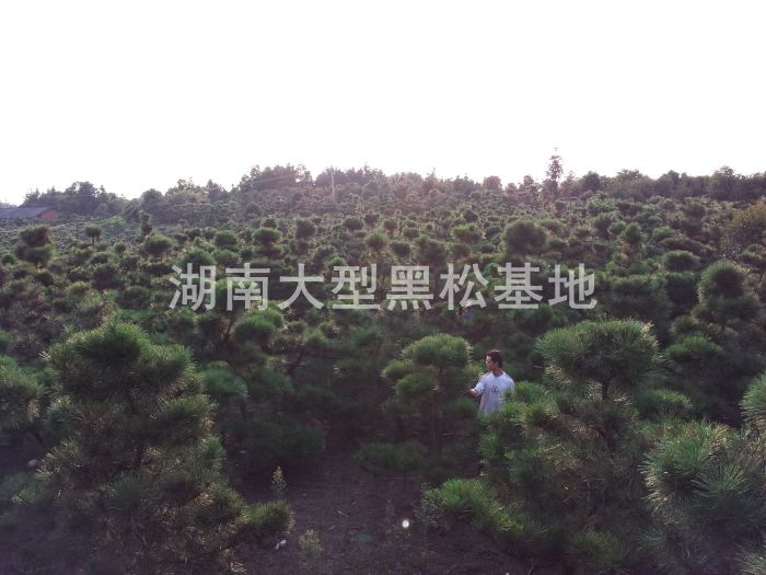黑(hēi)松/日(rì)本黑(hēi)松/造型黑(hēi)松/湖(hú)南(nán)黑(hēi)松/黑(hēi)松基地(dì) 黑(hēi)松/日(rì)本黑(hēi)松/造型黑(hēi)松/湖(hú)南(nán)黑(hēi)松/黑(hēi)松基地(dì)