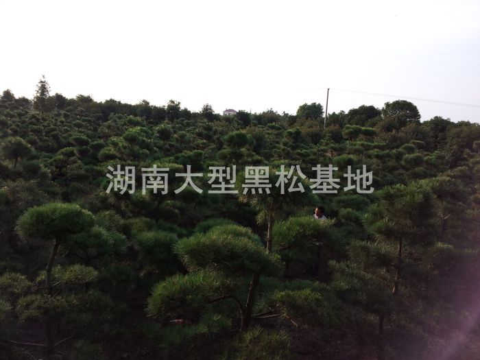 黑(hēi)松 日(rì)本黑(hēi)松 黑(hēi)松基地(dì) 湖(hú)南(nán)黑(hēi)松 長(cháng)沙哪裡(lǐ)有(yǒu)黑(hēi)松買 造型黑(hēi)松 黑(hēi)松 日(rì)本黑(hēi)松 黑(hēi)松基地(dì) 湖(hú)南(nán)黑(hēi)松 長(cháng)沙哪裡(lǐ)有(yǒu)黑(hēi)松買 造型黑(hēi)松