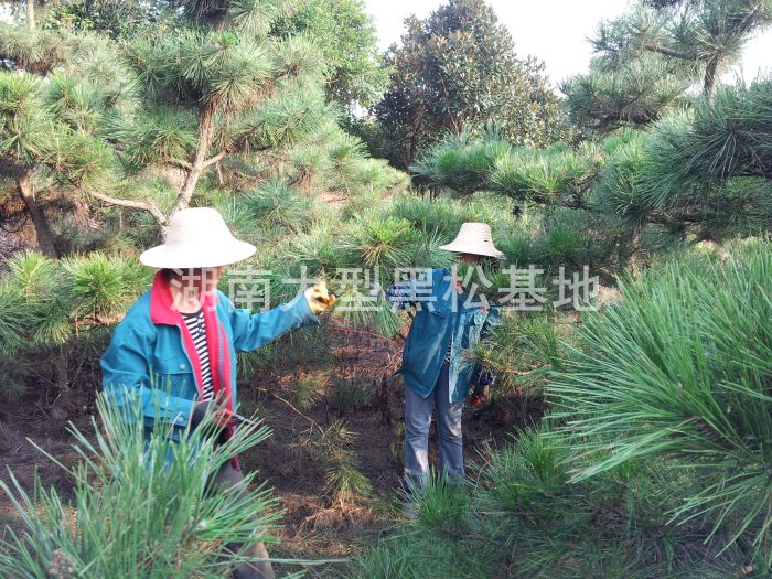 黑(hēi)松怎麽修剪、黑(hēi)松怎麽造型、造型黑(hēi)松、黑(hēi)松基地(dì)、 黑(hēi)松怎麽修剪、黑(hēi)松怎麽造型、造型黑(hēi)松、黑(hēi)松基地(dì)、