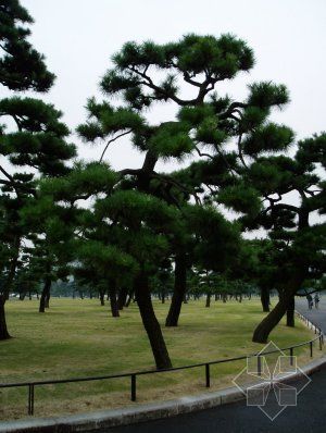 景觀黑(hēi)松 景觀黑(hēi)松