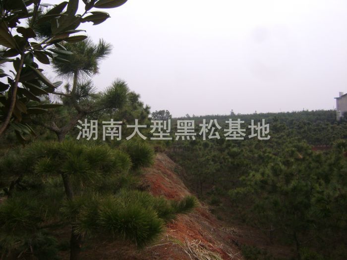 毛坯黑(hēi)松（長(cháng)沙苗圃）
